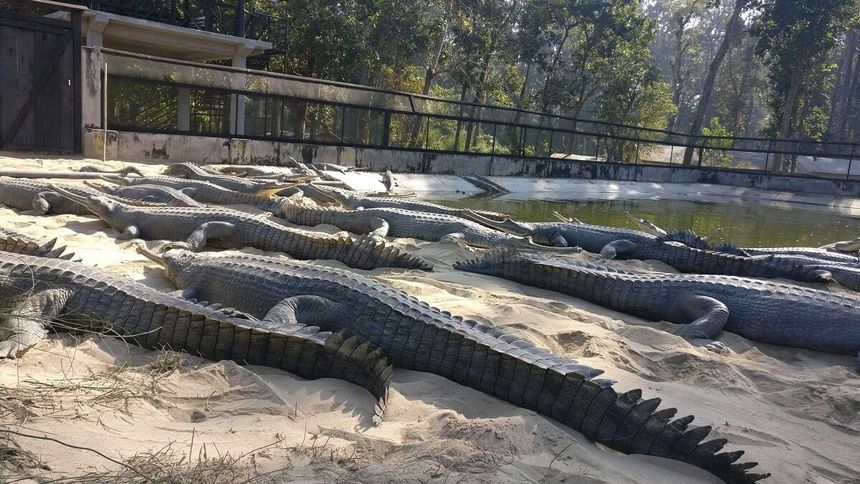 Crocodile breeding center
