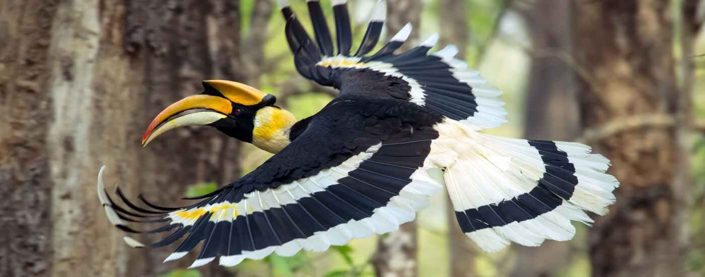 Great Hornbill in Chitwan National Park