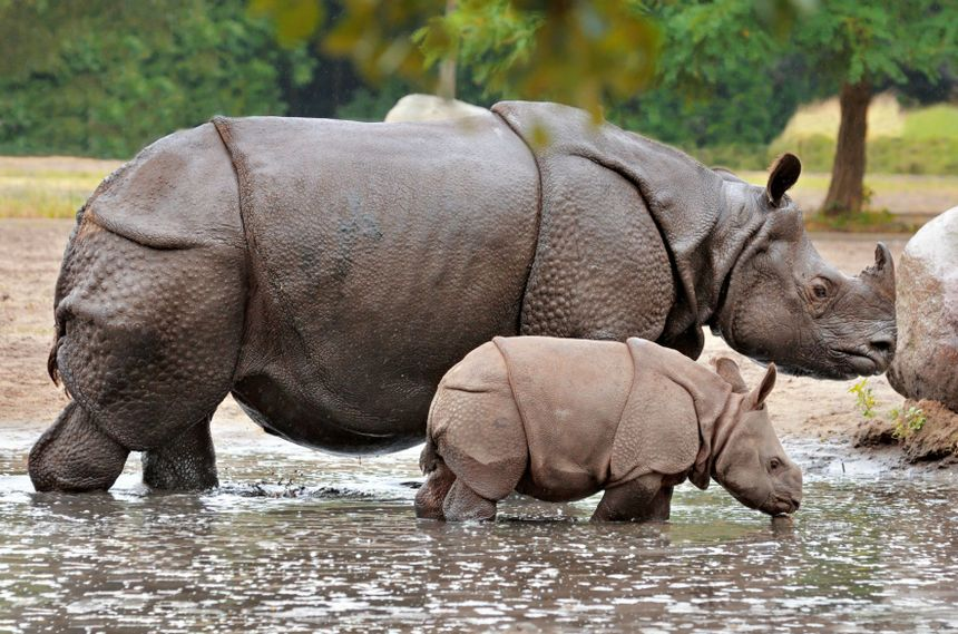 One-horned Rhinoceros in Chitwan National Park